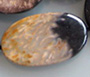 Fossilized Palm