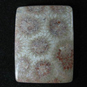 Fossil Coral Cabochons
