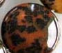 Leopard Skin