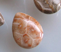 African Petoskey Stone 12x18mm Briolette Bead 1pc 